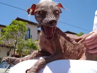 uglydog_6.webp
