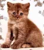 hs - шоколадно-красная дымная.webp