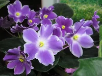 Glimmer (Stork)_9288.webp