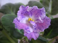 Playful Spectrum_9270.webp