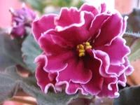 Powder Keg (Sorano)_9278.webp