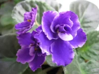 Rhapsody Cora9287.webp