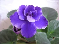 Rhapsody Cora_9271.webp