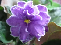 Starry Night Blue _9275.webp