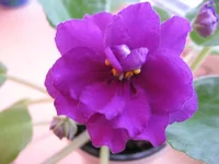 -Арабская ночь9276ю.webp