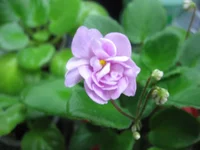  трейлер _мини_9273.webp