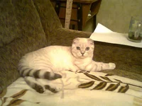 0043.webp