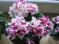 2339786_m.webp