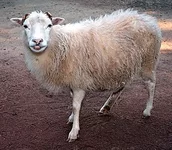 275px-Ovis_orientalis_aries_'Skudde'_(aka).jpg