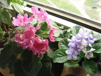 2528180_m.webp