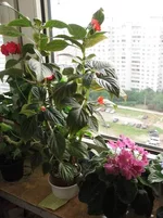 2528242_m.webp