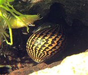 tina-zelenyj-tigr-----neritina-green-tiger-snail_1.jpg