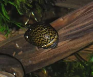 tina-zelenyj-tigr-----neritina-green-tiger-snail_5.webp