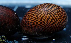 tina-zelenyj-tigr-----neritina-green-tiger-snail_4.jpg