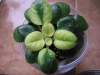 Tiger Eyes_9279.webp