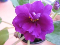 -Арабская ночь9276.webp