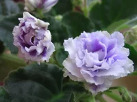 -Сливовый коктейль_9301.webp