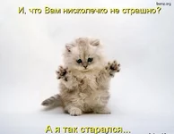 17-09.14.05-bomz.org-lol_quot;strashniyyiquot;_kot.jpg