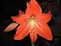 IMG_7739_thumb.webp