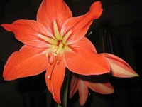 IMG_7742_thumb.webp