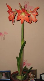IMG_7746_thumb.webp