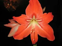 IMG_7748_thumb.webp