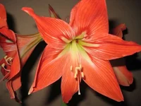 IMG_7754_thumb.webp