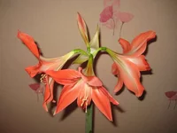 IMG_7763_thumb.webp