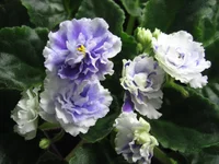 -Сливовый коктейль_9338.webp