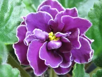 EK-Магия любви_9323.webp