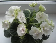 Ma's Pillow Talk.webp