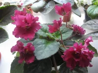 Ness Red Velvet.webp