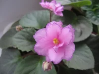 Ness Frosty Edges.webp