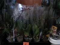 IMG079.jpg