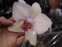 IMG083.jpg