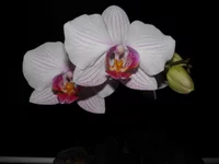  крупным планом.webp