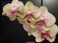  с крапушками.webp