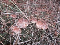 gLBxp.webp