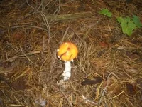 3123647_m.webp