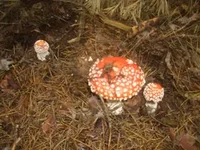 3123649_m.webp