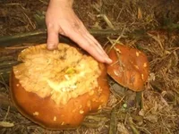 3123650_m.webp