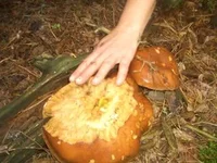 3123684_m.webp