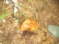 3123686_m.webp