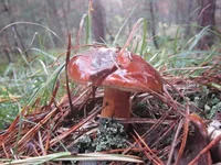 5j6SK.webp