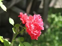 IMG_2824_resize.webp