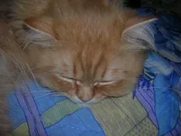 papik_400.webp