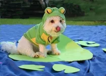 dog-08.webp