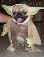 dog-07.webp