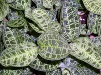 Macodes_petola.webp