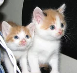 4.webp